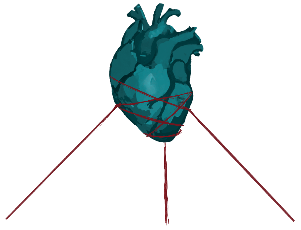 Anatomical heart